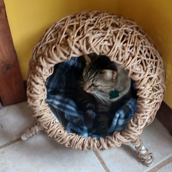 Homemade FiberRush Cat/Dog Bed small/med - Picture 12 of 16